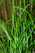  ( - BioBot01710)  @11 [ ] CreativeCommons - Attribution Non-Commercial Share-Alike (2010) Daniel H. Janzen Guanacaste Dry Forest Conservation Fund