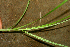  ( - BioBot01711)  @11 [ ] CreativeCommons - Attribution Non-Commercial Share-Alike (2010) Daniel H. Janzen Guanacaste Dry Forest Conservation Fund