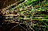  ( - BioBot01711)  @11 [ ] CreativeCommons - Attribution Non-Commercial Share-Alike (2010) Daniel H. Janzen Guanacaste Dry Forest Conservation Fund