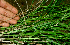  ( - BioBot01712)  @11 [ ] CreativeCommons - Attribution Non-Commercial Share-Alike (2010) Daniel H. Janzen Guanacaste Dry Forest Conservation Fund