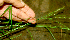  ( - BioBot01712)  @11 [ ] CreativeCommons - Attribution Non-Commercial Share-Alike (2010) Daniel H. Janzen Guanacaste Dry Forest Conservation Fund