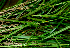  ( - BioBot01712)  @11 [ ] CreativeCommons - Attribution Non-Commercial Share-Alike (2010) Daniel H. Janzen Guanacaste Dry Forest Conservation Fund