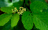  ( - BioBot01716)  @11 [ ] CreativeCommons - Attribution Non-Commercial Share-Alike (2010) Daniel H. Janzen Guanacaste Dry Forest Conservation Fund