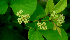  ( - BioBot01716)  @11 [ ] CreativeCommons - Attribution Non-Commercial Share-Alike (2010) Daniel H. Janzen Guanacaste Dry Forest Conservation Fund