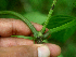  ( - BioBot01716)  @11 [ ] CreativeCommons - Attribution Non-Commercial Share-Alike (2010) Daniel H. Janzen Guanacaste Dry Forest Conservation Fund