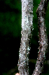  ( - BioBot01717)  @11 [ ] CreativeCommons - Attribution Non-Commercial Share-Alike (2010) Daniel H. Janzen Guanacaste Dry Forest Conservation Fund