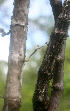  ( - BioBot01718)  @11 [ ] CreativeCommons - Attribution Non-Commercial Share-Alike (2010) Daniel H. Janzen Guanacaste Dry Forest Conservation Fund