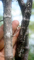  ( - BioBot01718)  @11 [ ] CreativeCommons - Attribution Non-Commercial Share-Alike (2010) Daniel H. Janzen Guanacaste Dry Forest Conservation Fund