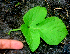  ( - BioBot01718)  @11 [ ] CreativeCommons - Attribution Non-Commercial Share-Alike (2010) Daniel H. Janzen Guanacaste Dry Forest Conservation Fund