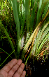  ( - BioBot01719)  @11 [ ] CreativeCommons - Attribution Non-Commercial Share-Alike (2010) Daniel H. Janzen Guanacaste Dry Forest Conservation Fund