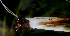  ( - BioBot01719)  @11 [ ] CreativeCommons - Attribution Non-Commercial Share-Alike (2010) Daniel H. Janzen Guanacaste Dry Forest Conservation Fund