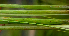  ( - BioBot01720)  @11 [ ] CreativeCommons - Attribution Non-Commercial Share-Alike (2010) Daniel H. Janzen Guanacaste Dry Forest Conservation Fund