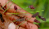  ( - BioBot01720)  @11 [ ] CreativeCommons - Attribution Non-Commercial Share-Alike (2010) Daniel H. Janzen Guanacaste Dry Forest Conservation Fund