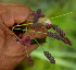  ( - BioBot01720)  @11 [ ] CreativeCommons - Attribution Non-Commercial Share-Alike (2010) Daniel H. Janzen Guanacaste Dry Forest Conservation Fund