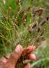  ( - BioBot01721)  @11 [ ] CreativeCommons - Attribution Non-Commercial Share-Alike (2010) Daniel H. Janzen Guanacaste Dry Forest Conservation Fund