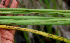  ( - BioBot01721)  @11 [ ] CreativeCommons - Attribution Non-Commercial Share-Alike (2010) Daniel H. Janzen Guanacaste Dry Forest Conservation Fund