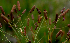  ( - BioBot01721)  @11 [ ] CreativeCommons - Attribution Non-Commercial Share-Alike (2010) Daniel H. Janzen Guanacaste Dry Forest Conservation Fund