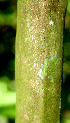  ( - BioBot01729)  @11 [ ] CreativeCommons - Attribution Non-Commercial Share-Alike (2010) Daniel H. Janzen Guanacaste Dry Forest Conservation Fund
