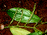  ( - BioBot01729)  @11 [ ] CreativeCommons - Attribution Non-Commercial Share-Alike (2010) Daniel H. Janzen Guanacaste Dry Forest Conservation Fund