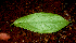  ( - BioBot01729)  @11 [ ] CreativeCommons - Attribution Non-Commercial Share-Alike (2010) Daniel H. Janzen Guanacaste Dry Forest Conservation Fund
