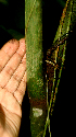  ( - BioBot01730)  @11 [ ] CreativeCommons - Attribution Non-Commercial Share-Alike (2010) Daniel H. Janzen Guanacaste Dry Forest Conservation Fund