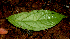  ( - BioBot01730)  @11 [ ] CreativeCommons - Attribution Non-Commercial Share-Alike (2010) Daniel H. Janzen Guanacaste Dry Forest Conservation Fund