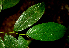  ( - BioBot01730)  @11 [ ] CreativeCommons - Attribution Non-Commercial Share-Alike (2010) Daniel H. Janzen Guanacaste Dry Forest Conservation Fund