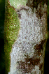 ( - BioBot01731)  @11 [ ] CreativeCommons - Attribution Non-Commercial Share-Alike (2010) Daniel H. Janzen Guanacaste Dry Forest Conservation Fund