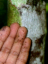  ( - BioBot01731)  @11 [ ] CreativeCommons - Attribution Non-Commercial Share-Alike (2010) Daniel H. Janzen Guanacaste Dry Forest Conservation Fund