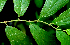  ( - BioBot01731)  @11 [ ] CreativeCommons - Attribution Non-Commercial Share-Alike (2010) Daniel H. Janzen Guanacaste Dry Forest Conservation Fund