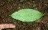  ( - BioBot01731)  @11 [ ] CreativeCommons - Attribution Non-Commercial Share-Alike (2010) Daniel H. Janzen Guanacaste Dry Forest Conservation Fund