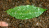  ( - BioBot01731)  @11 [ ] CreativeCommons - Attribution Non-Commercial Share-Alike (2010) Daniel H. Janzen Guanacaste Dry Forest Conservation Fund