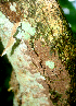  (Machaerium arboreum - BioBot01732)  @11 [ ] CreativeCommons - Attribution Non-Commercial Share-Alike (2010) Daniel H. Janzen Guanacaste Dry Forest Conservation Fund