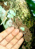  ( - BioBot01732)  @11 [ ] CreativeCommons - Attribution Non-Commercial Share-Alike (2010) Daniel H. Janzen Guanacaste Dry Forest Conservation Fund