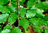  ( - BioBot01732)  @11 [ ] CreativeCommons - Attribution Non-Commercial Share-Alike (2010) Daniel H. Janzen Guanacaste Dry Forest Conservation Fund