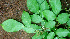  ( - BioBot01732)  @11 [ ] CreativeCommons - Attribution Non-Commercial Share-Alike (2010) Daniel H. Janzen Guanacaste Dry Forest Conservation Fund