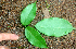  ( - BioBot01732)  @11 [ ] CreativeCommons - Attribution Non-Commercial Share-Alike (2010) Daniel H. Janzen Guanacaste Dry Forest Conservation Fund