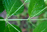  ( - BioBot01733)  @11 [ ] CreativeCommons - Attribution Non-Commercial Share-Alike (2010) Daniel H. Janzen Guanacaste Dry Forest Conservation Fund
