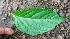  ( - BioBot01733)  @11 [ ] CreativeCommons - Attribution Non-Commercial Share-Alike (2010) Daniel H. Janzen Guanacaste Dry Forest Conservation Fund