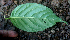  ( - BioBot01733)  @11 [ ] CreativeCommons - Attribution Non-Commercial Share-Alike (2010) Daniel H. Janzen Guanacaste Dry Forest Conservation Fund