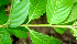  ( - BioBot01734)  @11 [ ] CreativeCommons - Attribution Non-Commercial Share-Alike (2010) Daniel H. Janzen Guanacaste Dry Forest Conservation Fund