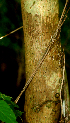  ( - BioBot01735)  @11 [ ] CreativeCommons - Attribution Non-Commercial Share-Alike (2010) Daniel H. Janzen Guanacaste Dry Forest Conservation Fund