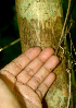  ( - BioBot01735)  @11 [ ] CreativeCommons - Attribution Non-Commercial Share-Alike (2010) Daniel H. Janzen Guanacaste Dry Forest Conservation Fund