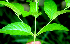  ( - BioBot01735)  @11 [ ] CreativeCommons - Attribution Non-Commercial Share-Alike (2010) Daniel H. Janzen Guanacaste Dry Forest Conservation Fund