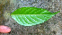  ( - BioBot01735)  @11 [ ] CreativeCommons - Attribution Non-Commercial Share-Alike (2010) Daniel H. Janzen Guanacaste Dry Forest Conservation Fund