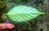  ( - BioBot01735)  @11 [ ] CreativeCommons - Attribution Non-Commercial Share-Alike (2010) Daniel H. Janzen Guanacaste Dry Forest Conservation Fund