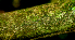  ( - BioBot01748)  @11 [ ] CreativeCommons - Attribution Non-Commercial Share-Alike (2010) Daniel H. Janzen Guanacaste Dry Forest Conservation Fund