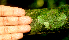 ( - BioBot01748)  @11 [ ] CreativeCommons - Attribution Non-Commercial Share-Alike (2010) Daniel H. Janzen Guanacaste Dry Forest Conservation Fund