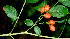  ( - BioBot01748)  @11 [ ] CreativeCommons - Attribution Non-Commercial Share-Alike (2010) Daniel H. Janzen Guanacaste Dry Forest Conservation Fund