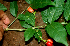  ( - BioBot01748)  @11 [ ] CreativeCommons - Attribution Non-Commercial Share-Alike (2010) Daniel H. Janzen Guanacaste Dry Forest Conservation Fund